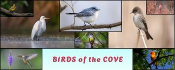 BIRDS of the COVE front page